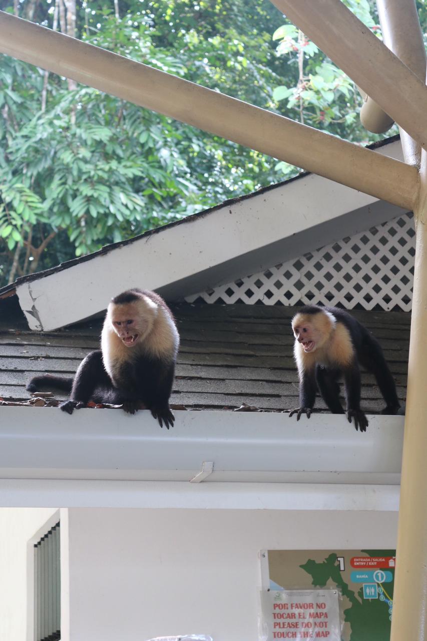 Affen in Costa Rica